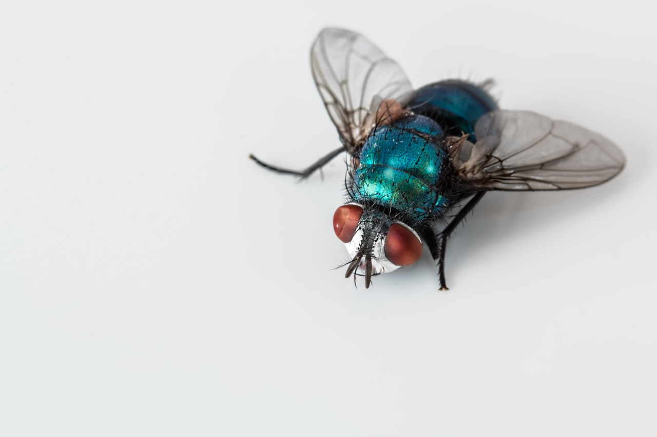fly